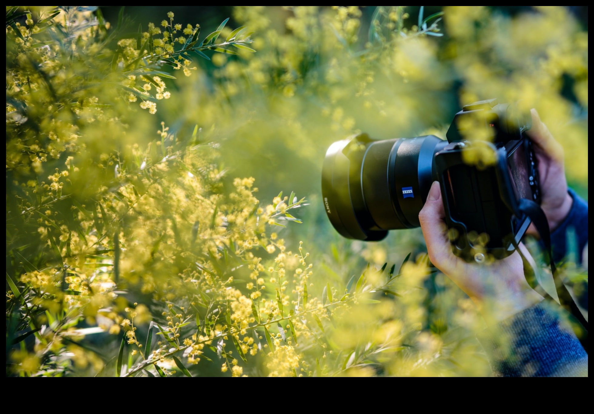 Captură creativă: dezlănțuiți-vă strălucirea fotografiei