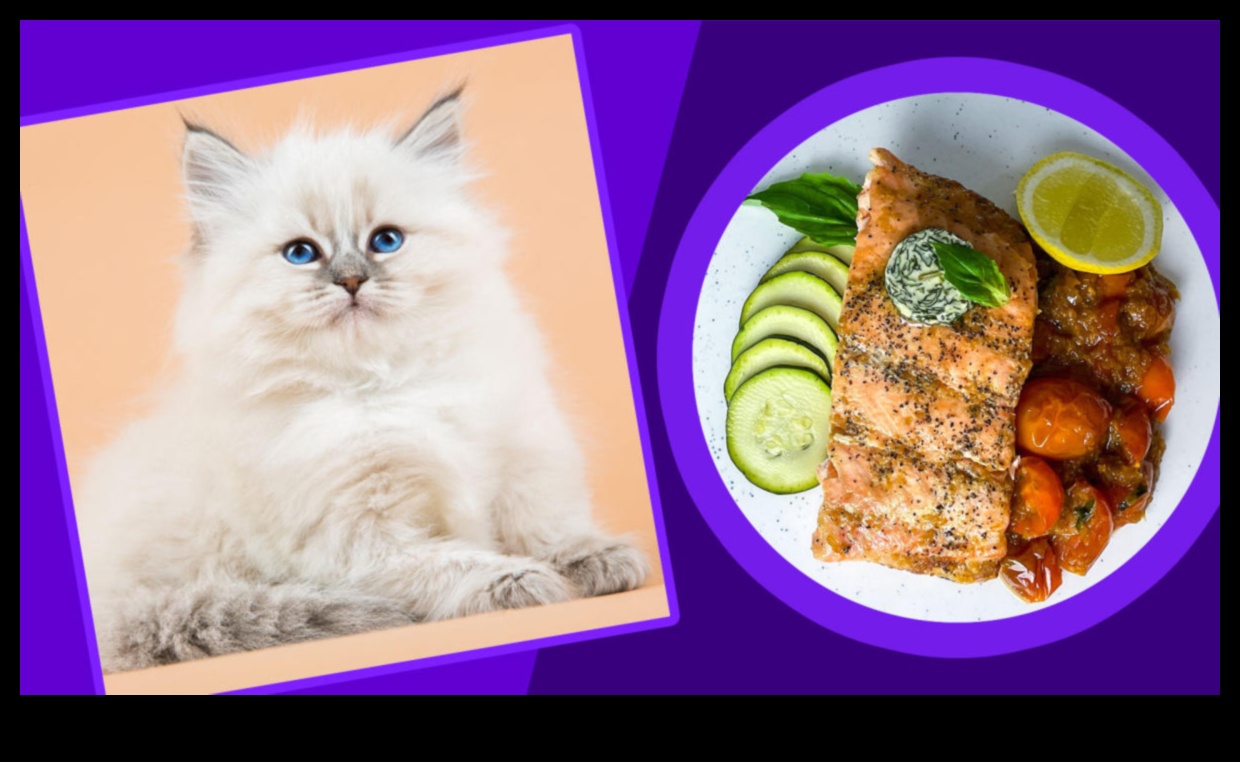 Kitty Kitchens: pregătește mâncăruri nutritive și delicioase pentru pisici